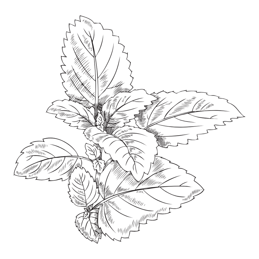 Lemon Balm